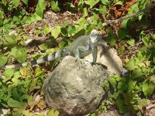 iguana isle des saintes