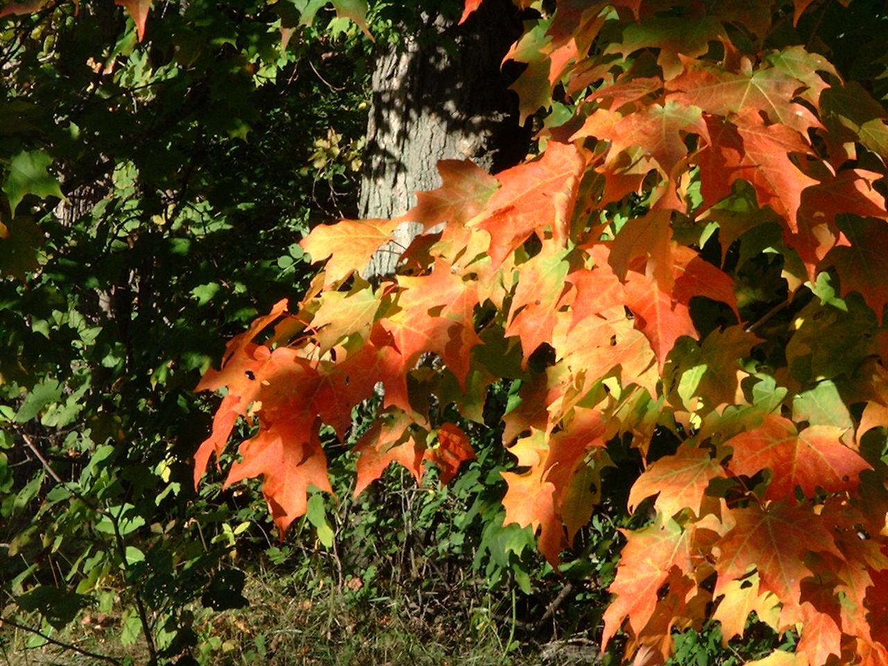 Fall colours brighten the property making for wonderful walks.