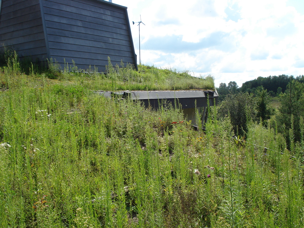 Green roof is starting to grow in with native grasses, sedum and wild flowers.