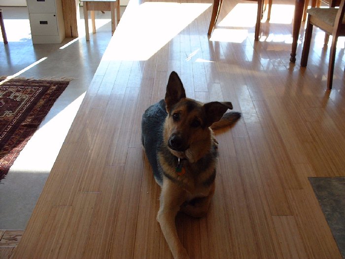 June 28 , 2002 - Niko enjoys the cool bamboo flooring in the kitchen and dining room in the late afternoon. The concrete floors on the lower level can be seen on the far left.