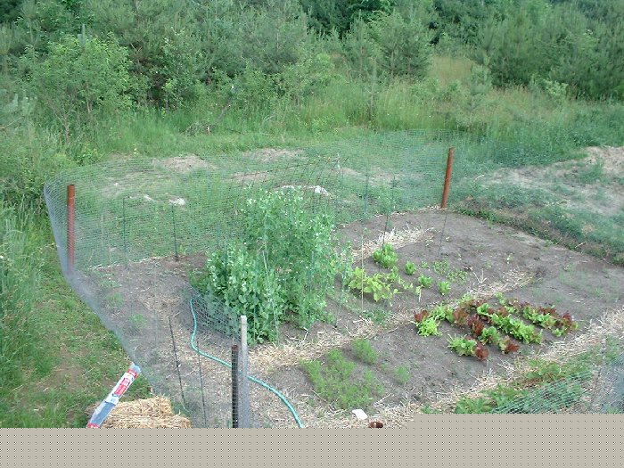 June 28 , 2002 - The vegetables are coming up in our organic garden. Leigh has worked hard to keep the "weeds" down and we've already enjoyed some of the lettuce. The beans, tomatoes, onions, peas, po